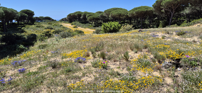 Umbrella Pines, La Bre�a de Barbate, Andaluc�a, Spain, April 2025 � Fraser Simpson