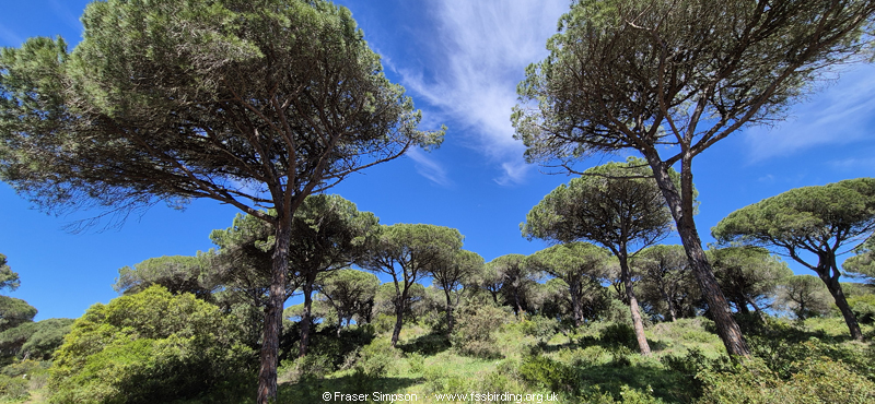 La Bre�a de Barbate, April 2026 � Fraser Simpson