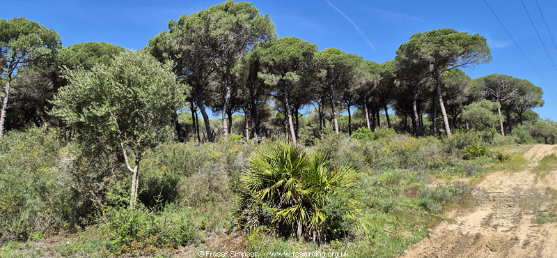 La Bre�a de Barbate, April 2026 � Fraser Simpson