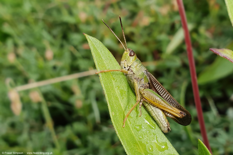 Ladder Grasshopper (Stauroderus scalaris) © Fraser Simpson
