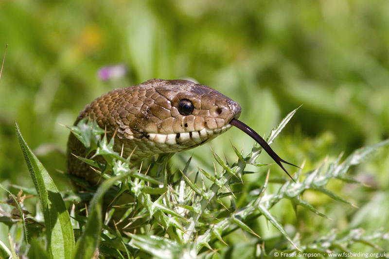 Ladder Snake (Rhinechis scalaris) � Fraser Simpson