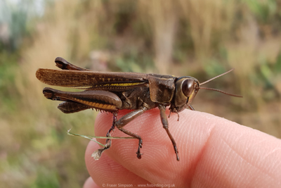 Lamenting Grasshopper (Eyprepocnemis plorans)  Fraser Simpson