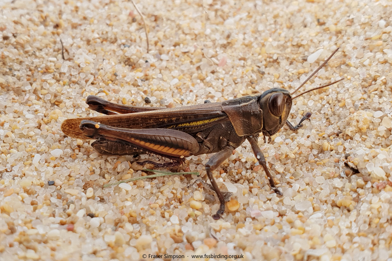 White Banded Grasshopper/Lamenting Grasshopper (Eyprepocnemis plorans)  Fraser Simpson