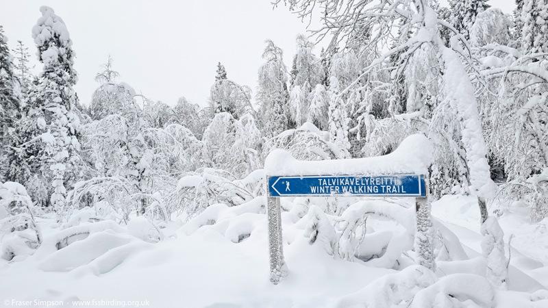 Winter walking trail, Ounasvaara, Rovaniemi, Lapland, Finland © Fraser Simpson 