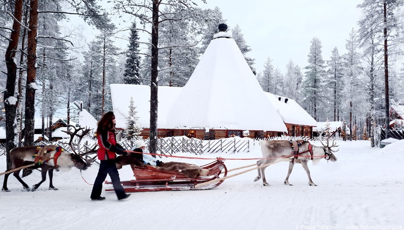 Reindeer sleigh ride, Santa Claus Holiday Village, Rovaniemi, Lapland, Finland © Fraser Simpson 