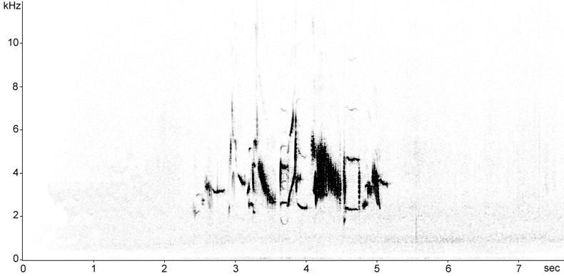 Sonogram of Lapland Bunting song