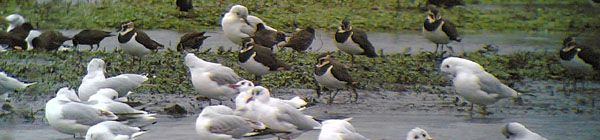 Lapwing & gulls, Phonescoping �05 Fraser Simpson