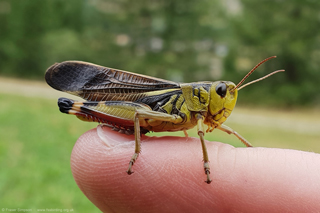 Large Banded Grasshopper (Arcyptera fusca) � Fraser Simpson