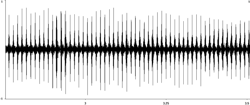 Oscillogram of Large Conehead (Ruspolia nitidula) stridulation [largeconehead112901ecut]