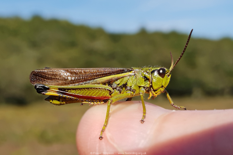 Large Marsh Grasshopper (Stethophyma grossum) © Fraser Simpson