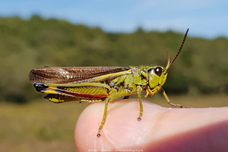 Large Marsh Grasshopper (Stethophyma grossum) � Fraser Simpson