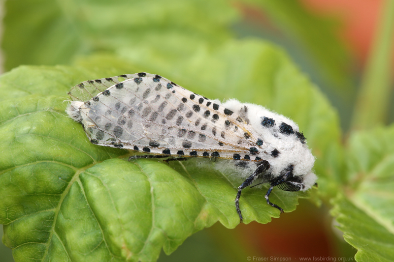 Leopard Moth (Zeuzera pyrina) © Fraser Simpson