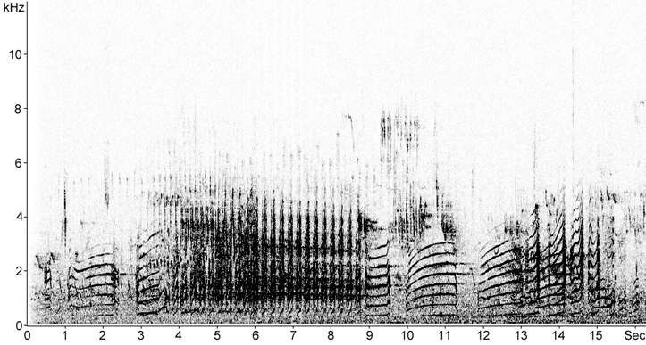Sonogram of long calls from a Lesser Black-backed Gull