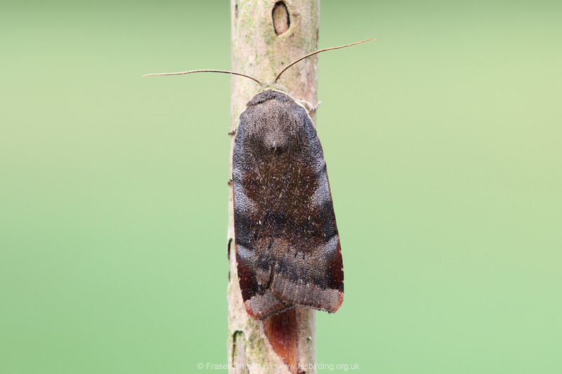 Lesser Broad-bordered Yellow Underwing (Noctua janthe) © Fraser Simpson