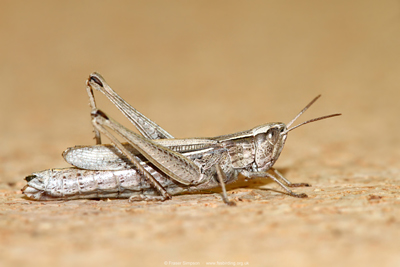 Lesser Marsh Grasshopper (Chorthippus albomarginatus) - female � Fraser Simpson