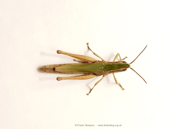 Lesser Marsh Grasshopper (Chorthippus albomarginatus) © Fraser Simpson