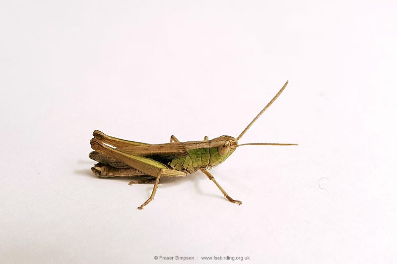 Lesser Marsh Grasshopper (Chorthippus albomarginatus) © Fraser Simpson