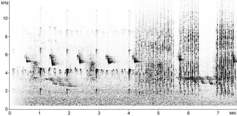 Sonogram of Lesser Spotted Woodpecker calls