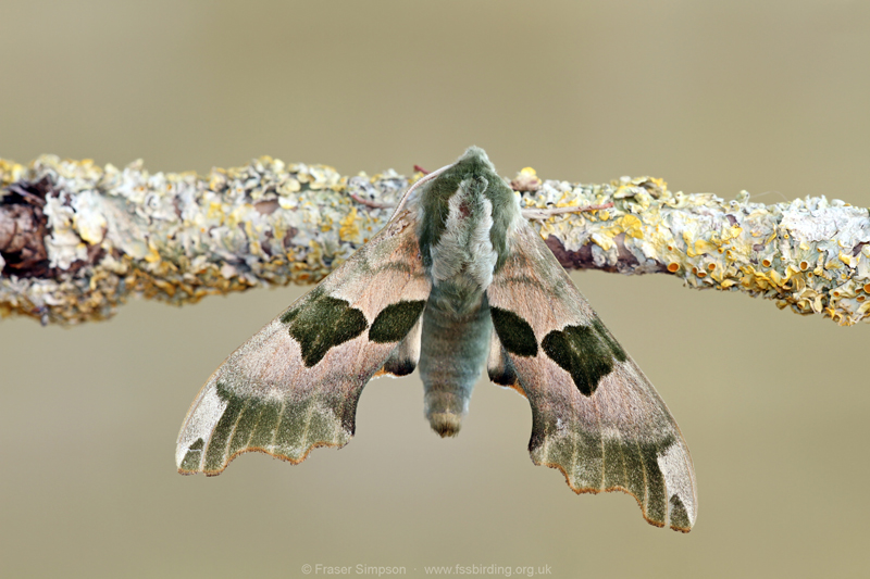 Lime Hawk-moth (Mimas tiliae) © Fraser Simpson