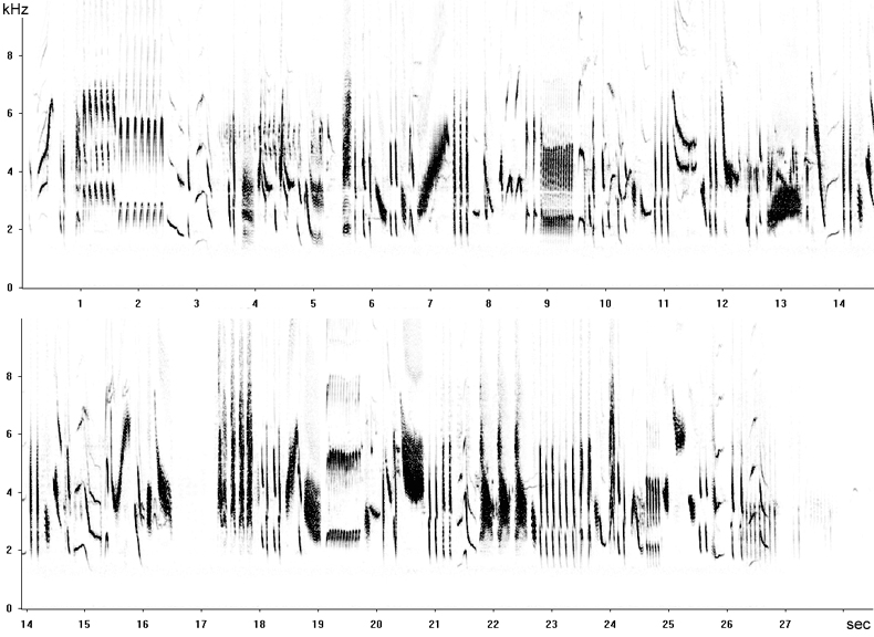 Sonogram of long song phrases from a Linnet © Fraser Simpson  ·  www.fssbirding.org.uk