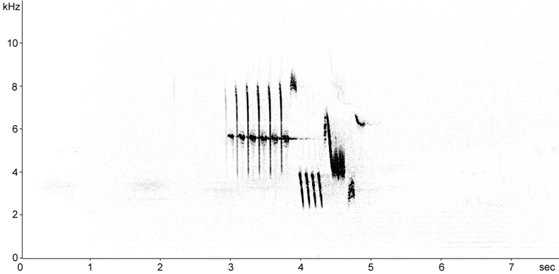 Sonogram of Little Bunting song