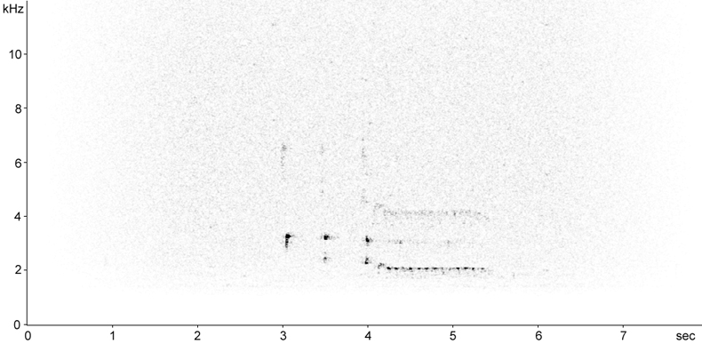 Sonogram of Little Grebe flight call at night