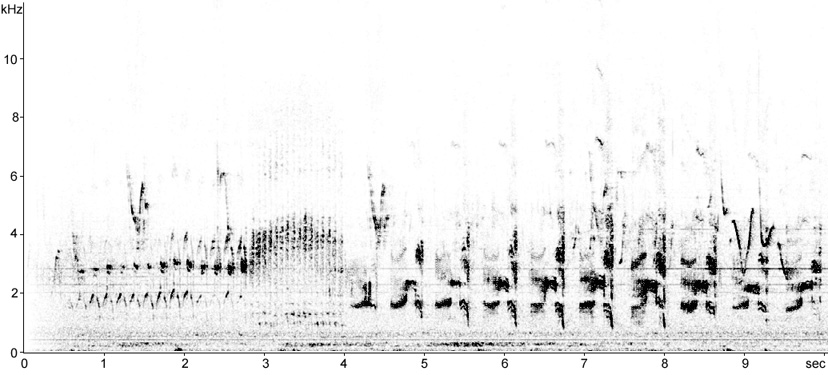 Sonogram of Little Ringed Plover in aerial display