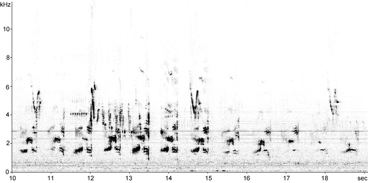 Sonogram of Little Ringed Plover in aerial display