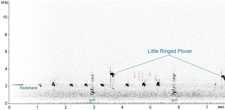 Sonogram of Little Ringed Plover flight call at night