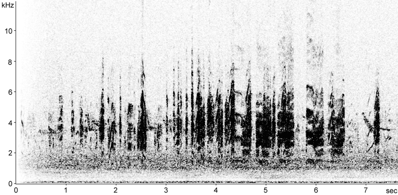 Sonogram of Little Tern calls