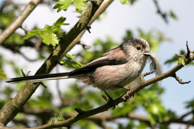 Long-tailed Tit nest building with feather  2005  F. S. Simpson