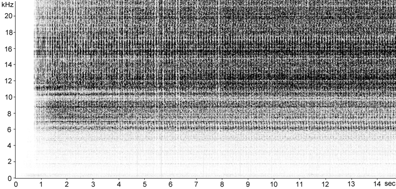 Sonogram of Long-winged Cone-head stridulation [longwingedconehead117303capcut2]