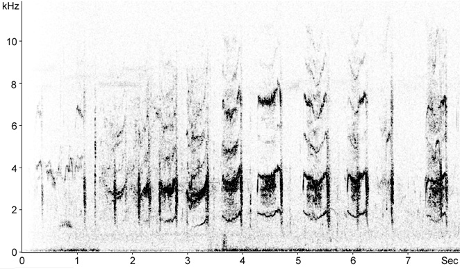 Sonogram of Black-billed Magpie vocalisations