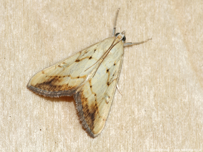 Marbled Yellow Pearl (Evergestis extimalis) © Fraser Simpson