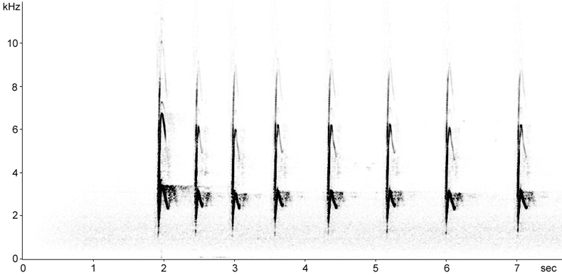Sonogram of Alpine Marmot alarm calls