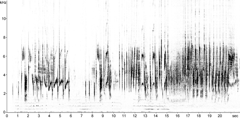 Sonogram of Marsh Warbler song