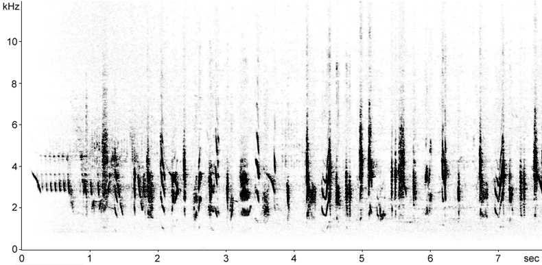 Sonogram of Masked Shrike song