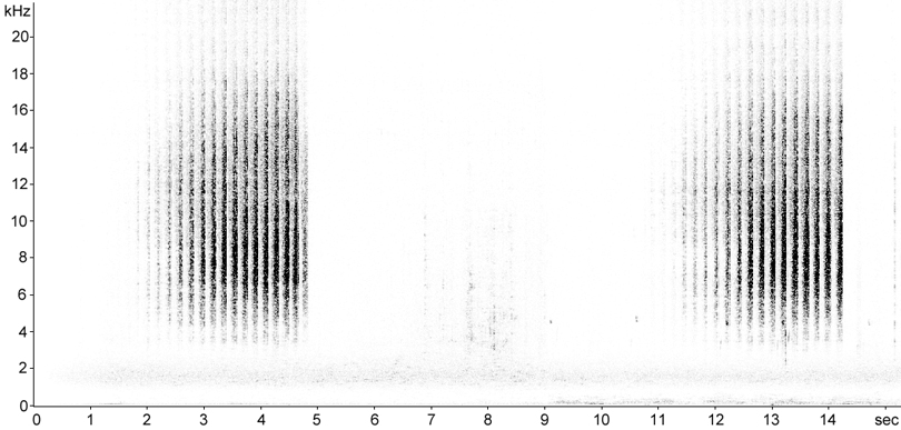 Sonogram of Meadow Grasshopper stridulation [meadowgrasshopper115175e]
