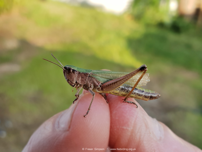 Meadow Grasshopper (Chorthippus parallelus) © Fraser Simpson