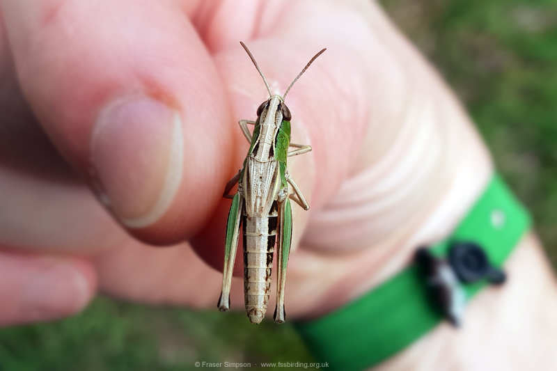 Meadow Grasshopper (Chorthippus parallelus) © Fraser Simpson
