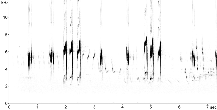 Sonogram of Meadow Pipit calls