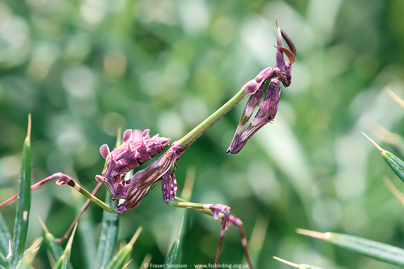 Mediterranean Conehead (Empusa pennata), Valle de Oj�n, Andaluc�a, Spain, April 2025 � Fraser Simpson