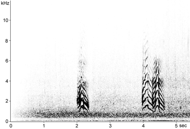 Mediterranean Gull song spectrogram � Fraser Simpson