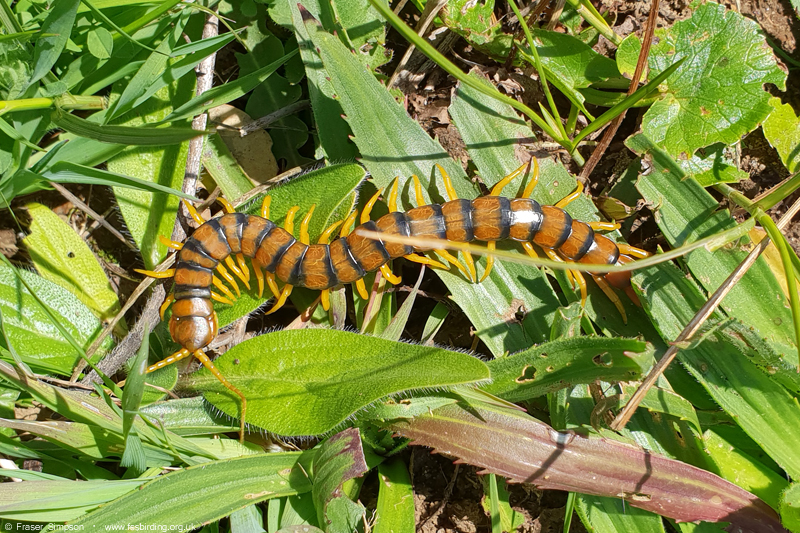 Mediterranean Banded Centipede, Valle de Ojén © Fraser Simpson