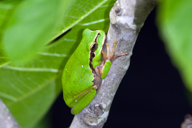 Mediterranean Tree Frog (Hyla meridionalis), Bolonia, Andaluc�a, Spain, April 2015 � Fraser Simpson