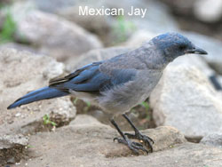 Mexican Jay © 2006  F. S. Simpson