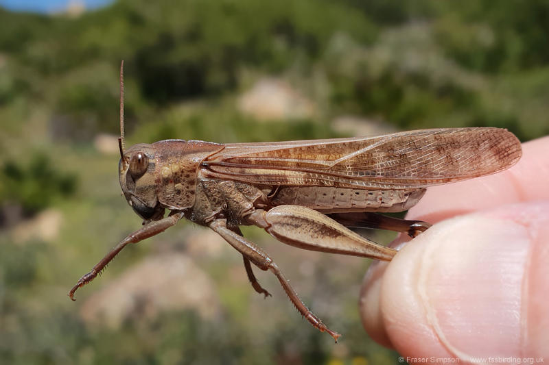Migratory Locust (Locusta migratoria) © Fraser Simpson