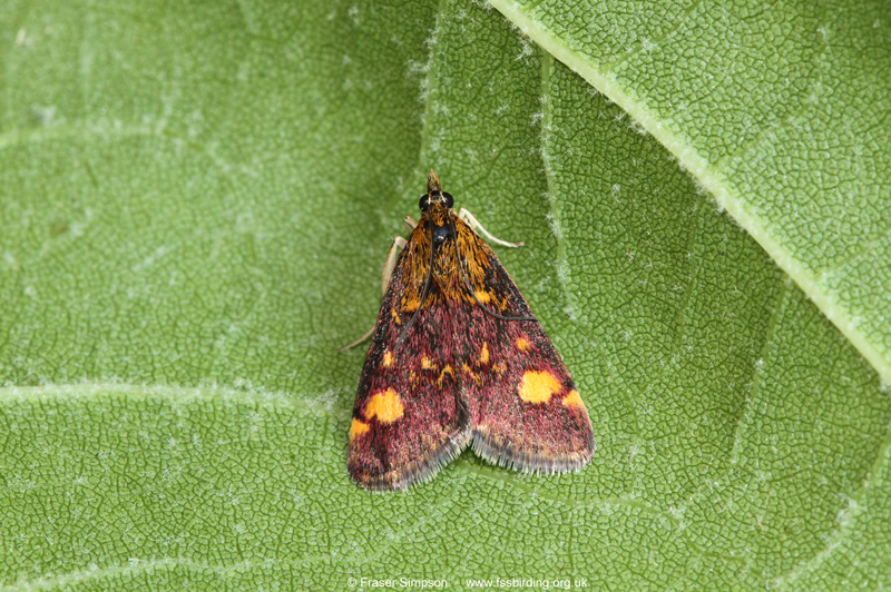 Mint Moth (Pyrausta aurata) © Fraser Simpson
