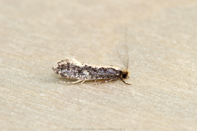 Pale-backed Clothes Moth (Monopis crocicapitella) © Fraser Simpson