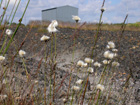 Bog Cotton at Moorfield